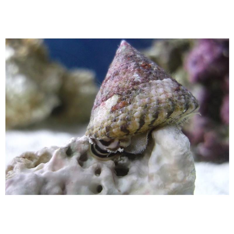 Melci Trochus sp. - imagine 5